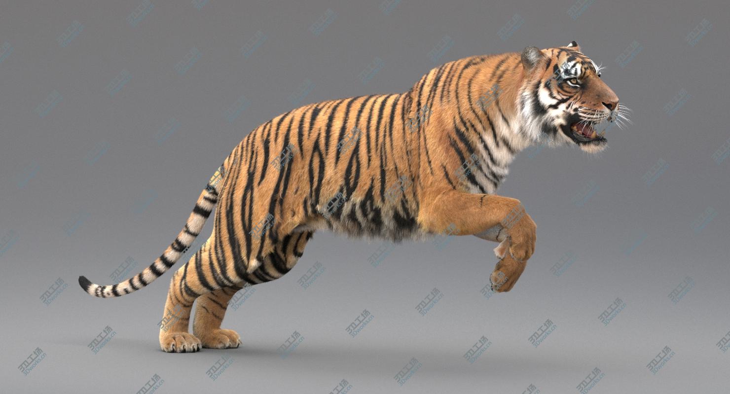 images/goods_img/20210113/3D Tiger Animated (Fur) model/3.jpg